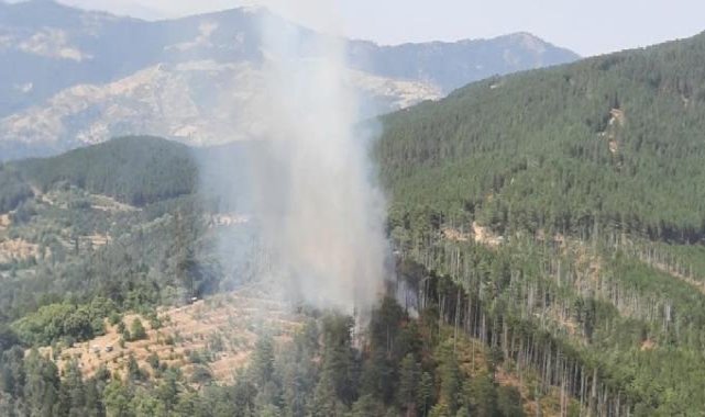 Aydın'da orman yangını kontrol altında