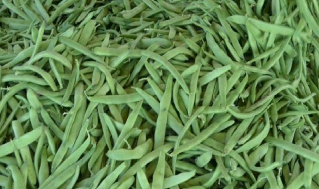 Aydın'da sezona rekor fiyatla başlayan taze fasulye üreticisini üzdü