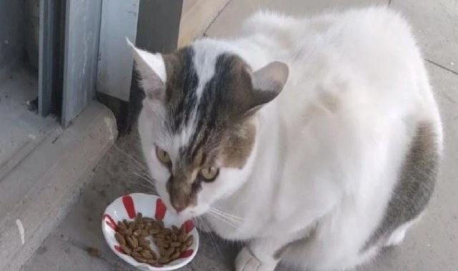 Bursa esnafının maskotu 'Kontes' buzdolabında ölü bulundu