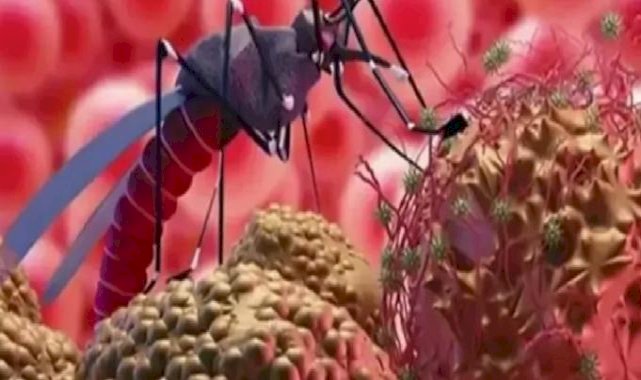 Bursa’da Batı Nil Virüsü tehlikesi büyüyor