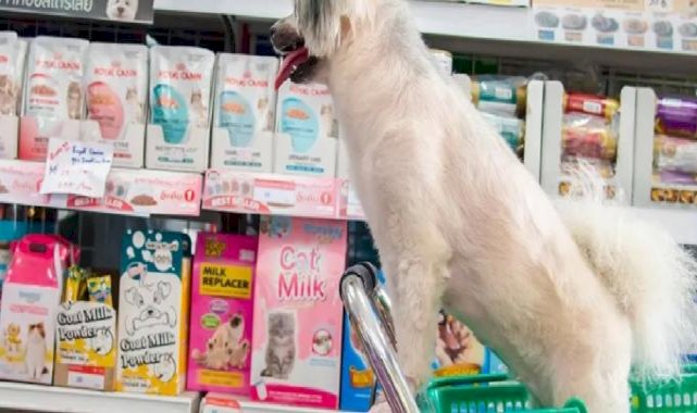 Bursa'da izinsiz petshoplara sıkı denetim
