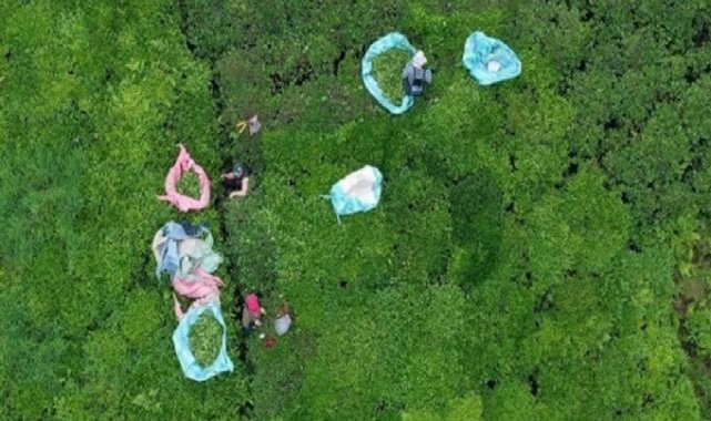 Doğu Karadeniz'den 7 ayda 933 milyon dolarlık ihracat