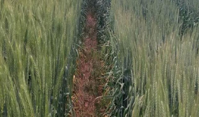 ETi yeni tohum çeşitlerini tescil ettirecek