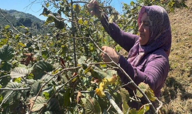 Giresun'da sahil kesimi fındık hasadına başladı