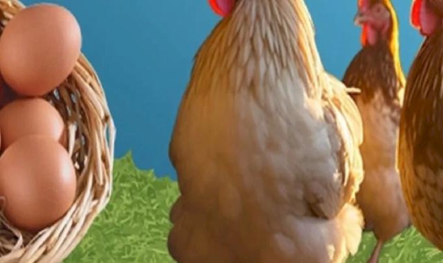 Kayseri'de ‘Tavuklar Bizden Üretim Sizden’ kampanyası