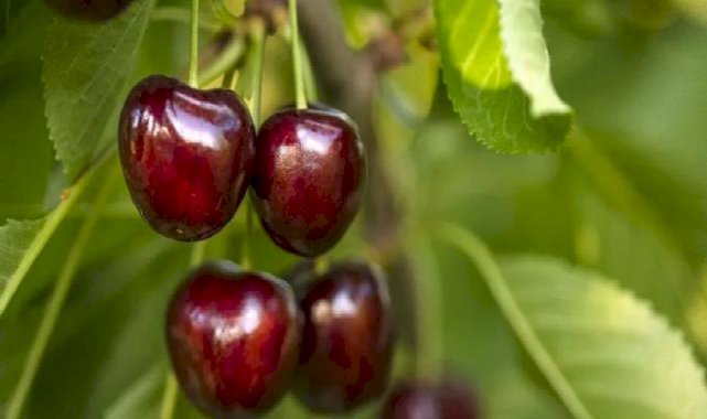 Kiraz ihracatı 209 milyon dolara ulaştı