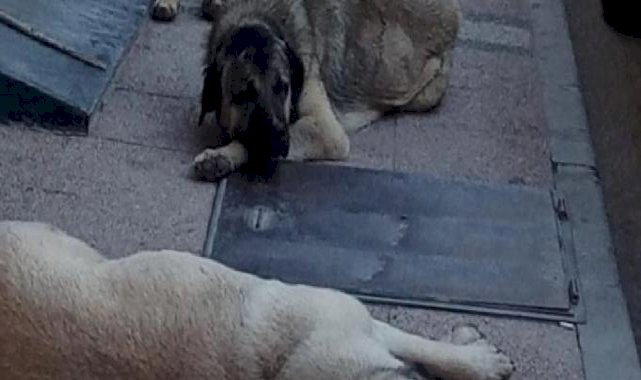 Metroda sahipsiz köpeğin ısırdığı turistten İBB'ye dava