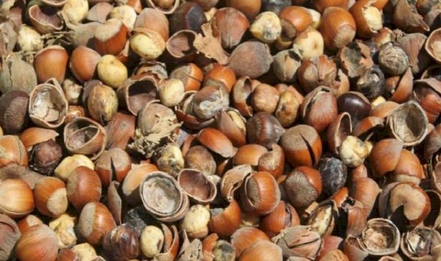 Ordu'da kahverengi kokarca kabusu: Fındık üreticisi çaresiz