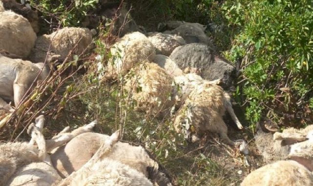 Ordu'da uçuruma yuvarlanan 88 koyun telef oldu