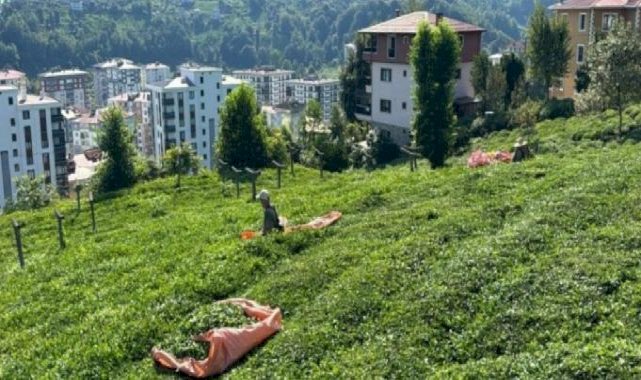 Rize'de çiftçiler tarlaya indi: 3'üncü sürgün başladı