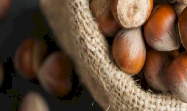 SON DAKİKA! Fındık alım fiyatı açıklandı