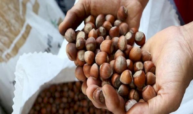 TMO kabuklu fındık alım esaslarını açıkladı