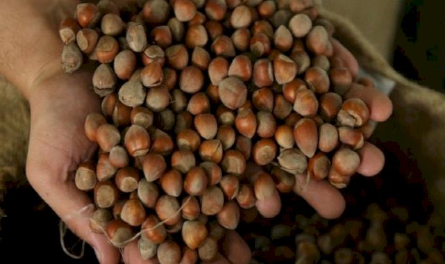 TMO, Ordu’da fındık alımına başladı