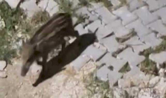 Türkiye'ye dönen gurbetçinin ilk misafirleri yaban domuzları oldu