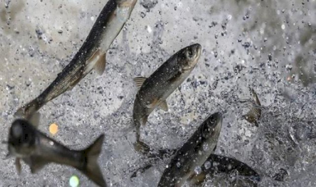 Van Gölü’nün inci kefalinin konservesi yapıldı