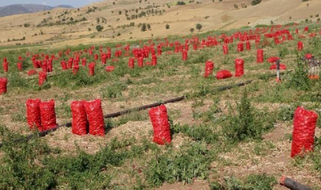 Yozgat'ta soğan hasadı başladı: Tarlada 4, pazarda ise 12 lira