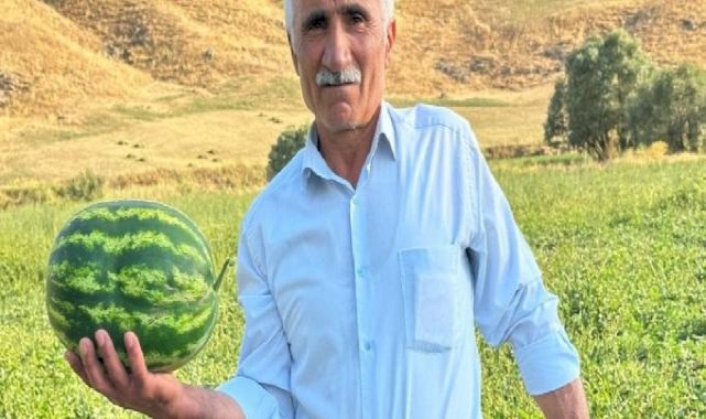Yüksekova karpuzu, Diyarbakır karpuzuna rakip oldu