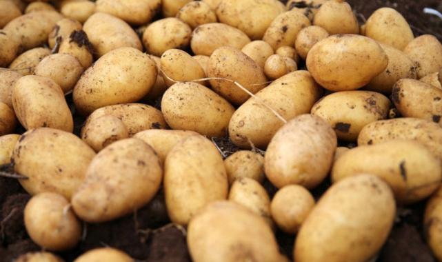 Temmuzda en fazla elektriğin fiyatı arttı, en çok patatesin fiyatı düştü