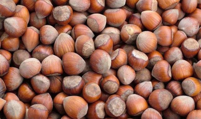 TMO kabuklu fındık alım esaslarını açıkladı