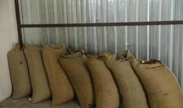 TMO, Ordu’da fındık alımına başladı