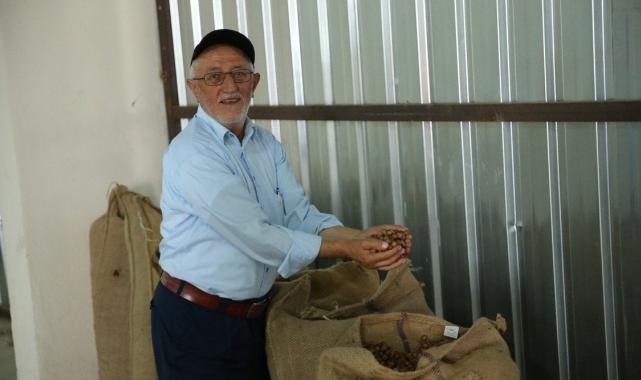 TMO, Ordu’da fındık alımına başladı