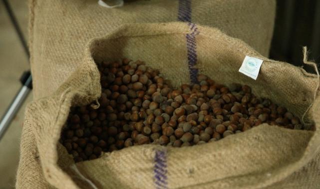 TMO, Ordu’da fındık alımına başladı