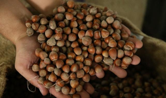 TMO, Ordu’da fındık alımına başladı