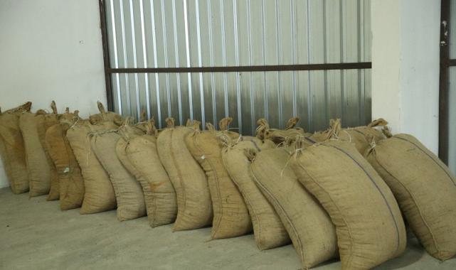 TMO, Ordu’da fındık alımına başladı