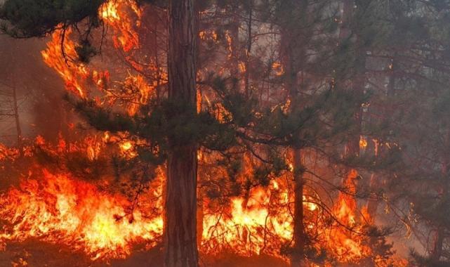 Türkiye'nin 7 ilinde çıkan orman yangınlarına ilişkin 9 kişi tutuklandı