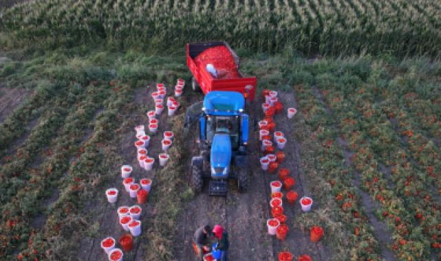 Ücretsiz sulamada hasat sevinci