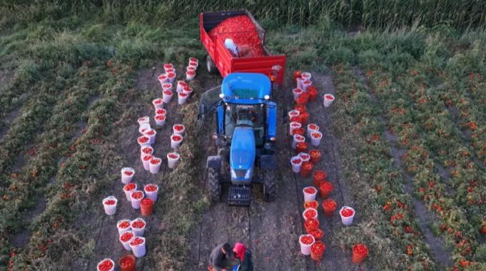 Ücretsiz sulamada hasat sevinci