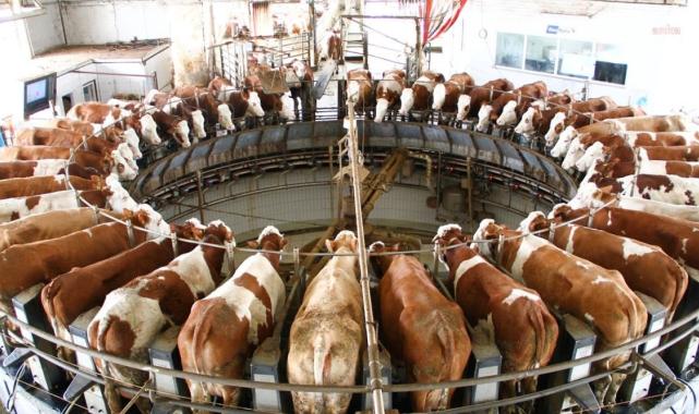 Ulusal Süt Konseyi süte zam yapmadı: Nisanda belirlenen fiyat değişmedi