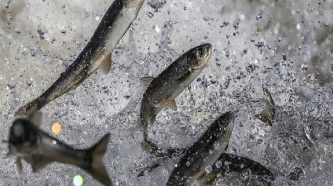 Van Gölü’nün inci kefalinin konservesi yapıldı