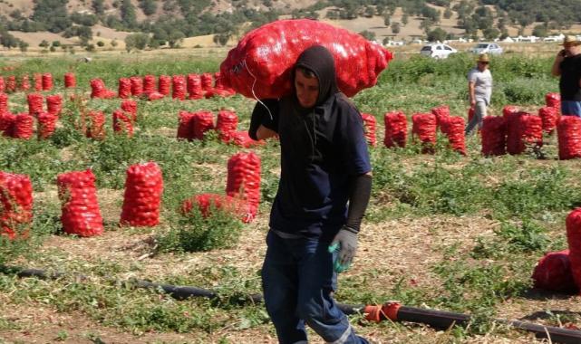 Yozgat'ta soğan hasadı başladı: Tarlada 4, pazarda ise 12 lira