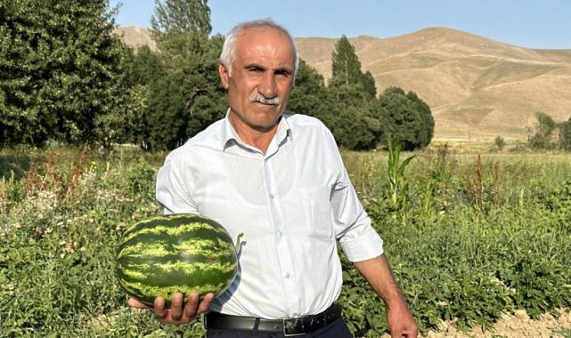 Yüksekova karpuzu, Diyarbakır karpuzuna rakip oldu