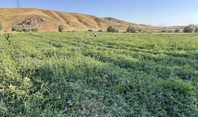 Yüksekova karpuzu, Diyarbakır karpuzuna rakip oldu