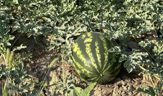 Yüksekova karpuzu, Diyarbakır karpuzuna rakip oldu