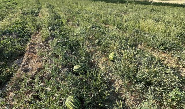 Yüksekova karpuzu, Diyarbakır karpuzuna rakip oldu