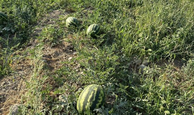 Yüksekova karpuzu, Diyarbakır karpuzuna rakip oldu