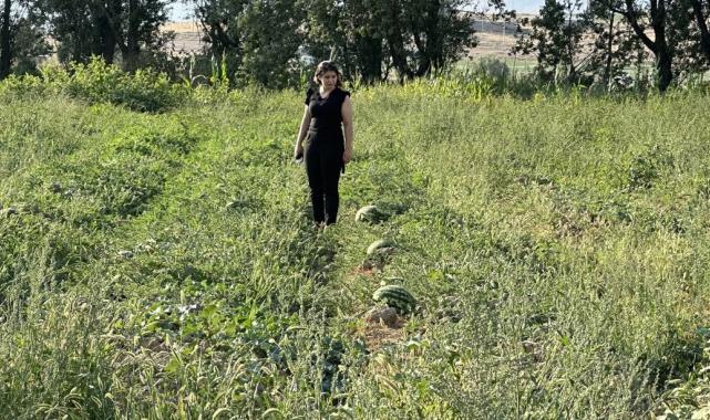 Yüksekova karpuzu, Diyarbakır karpuzuna rakip oldu