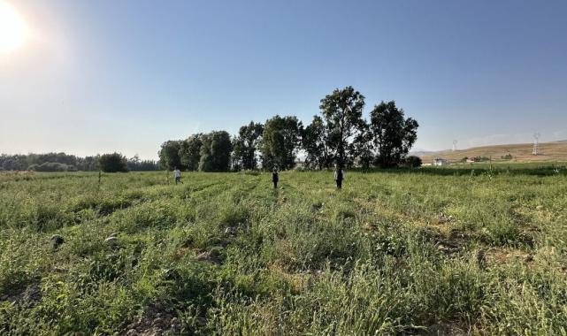 Yüksekova karpuzu, Diyarbakır karpuzuna rakip oldu