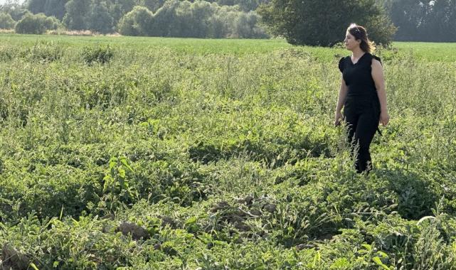 Yüksekova karpuzu, Diyarbakır karpuzuna rakip oldu