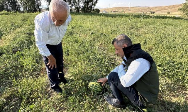 Yüksekova karpuzu, Diyarbakır karpuzuna rakip oldu