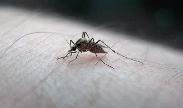 Batı Nil Virüsü Yunanistan'da panik yarattı: 6 kişi hayatını kaybetti
