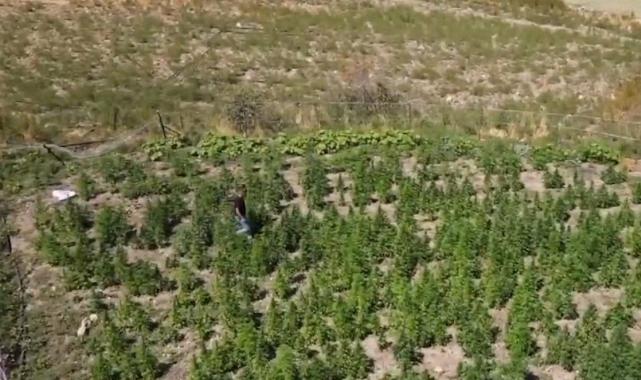 42 ilde Narkoçelik-37 operasyonu: 227 şüpheli yakalandı