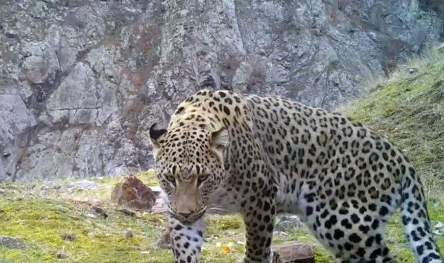 Antalya'da Anadolu parsını avlamanın cezası 30 milyon TL