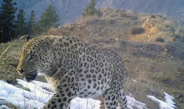 Antalya'da Anadolu parsını avlamanın cezası 30 milyon TL