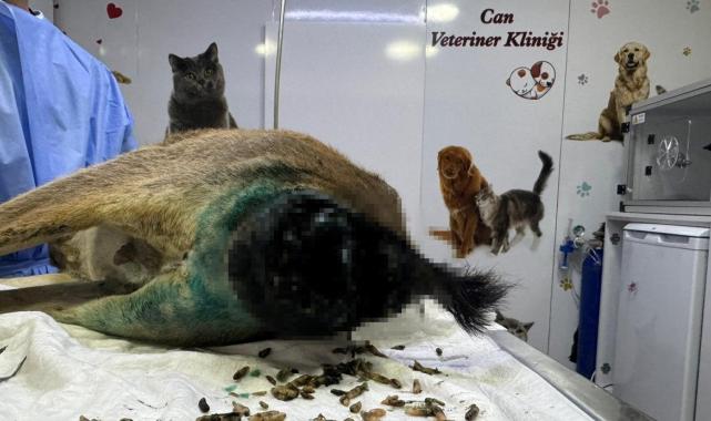 Artvin’de yaban keçisinden çıkan kurtlar görenleri şaşkına uğrattı