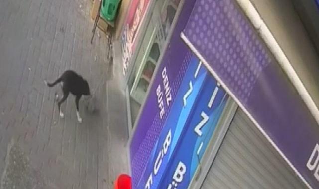Aydın'da büfenin küçük hırsızı: Büfeden paspas çalan köpeği sosis ile ödüllendirecek