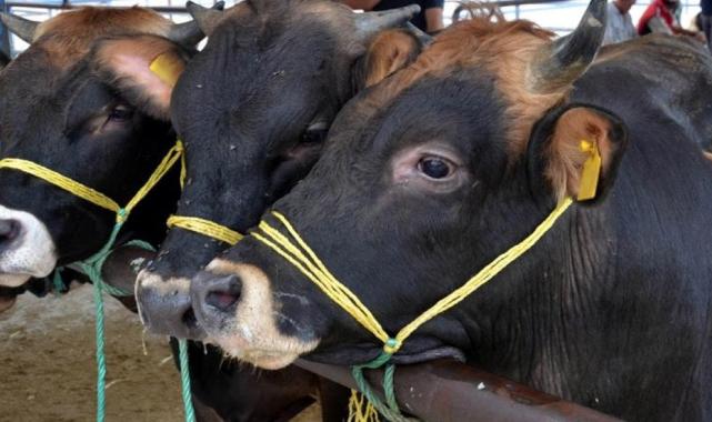 Bitlis'te şarbon hastalığı tespit edildi